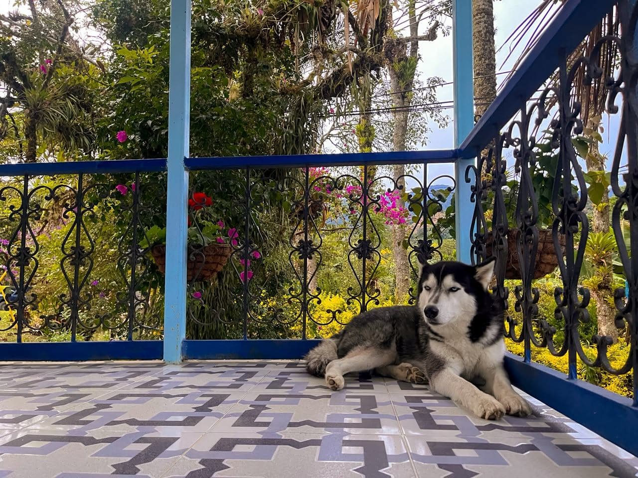 Davinchi — The house husky